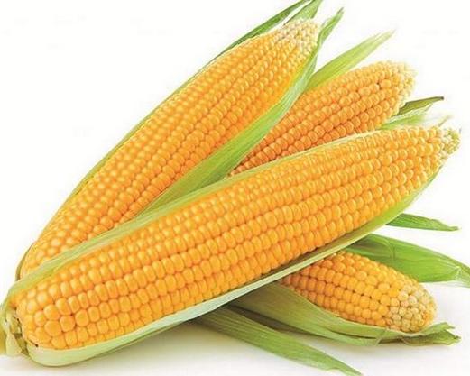 Corn (மக்காச் சோளம்)