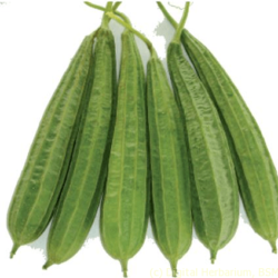 Lined gourd(பீர்கங்காய்)