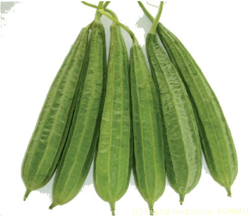 Lined gourd(பீர்கங்காய்)